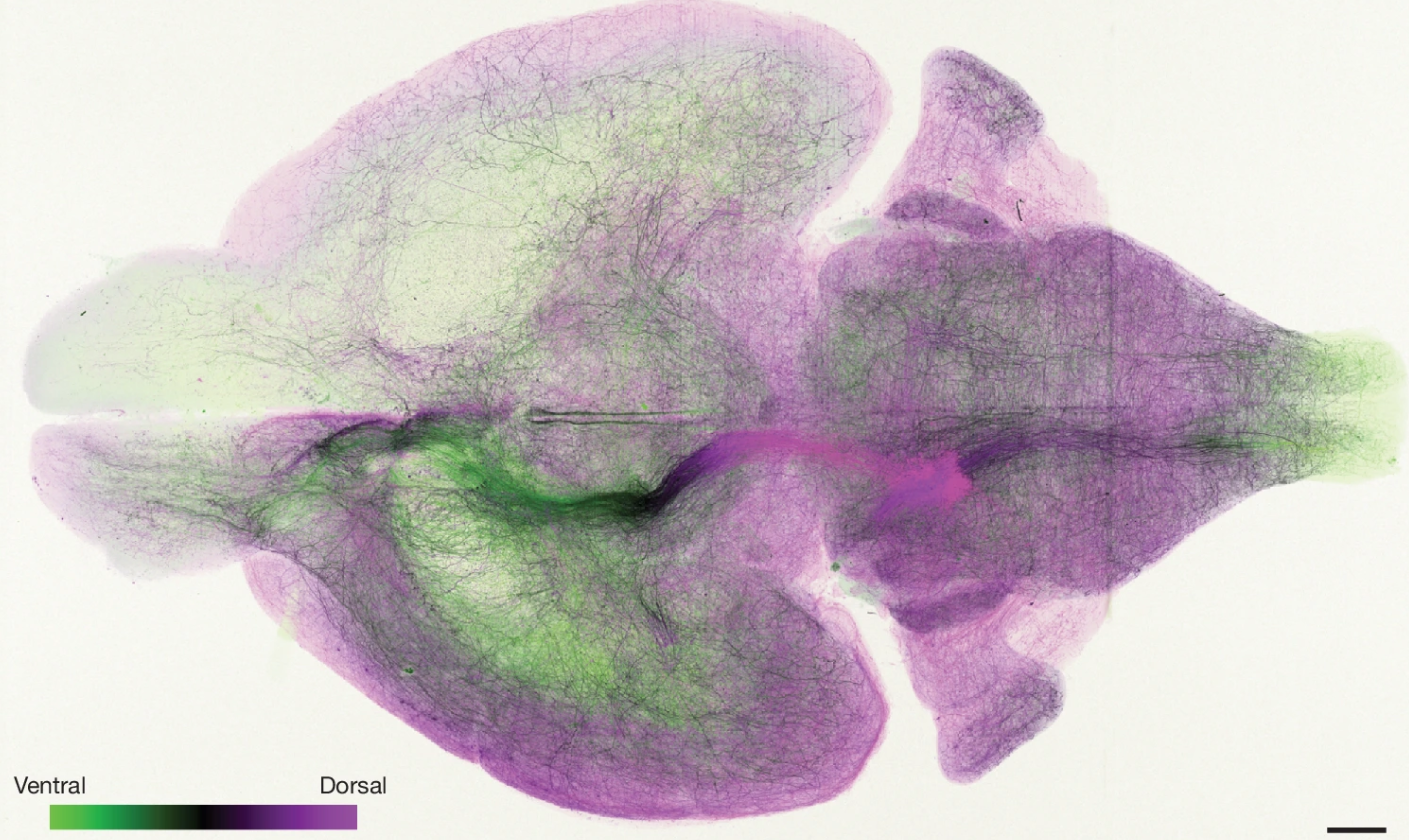 Whole-brain axonal projections of locus coeruleus noradrenaline neurons, colour-coded by ventral-to-dorsal cell-body location