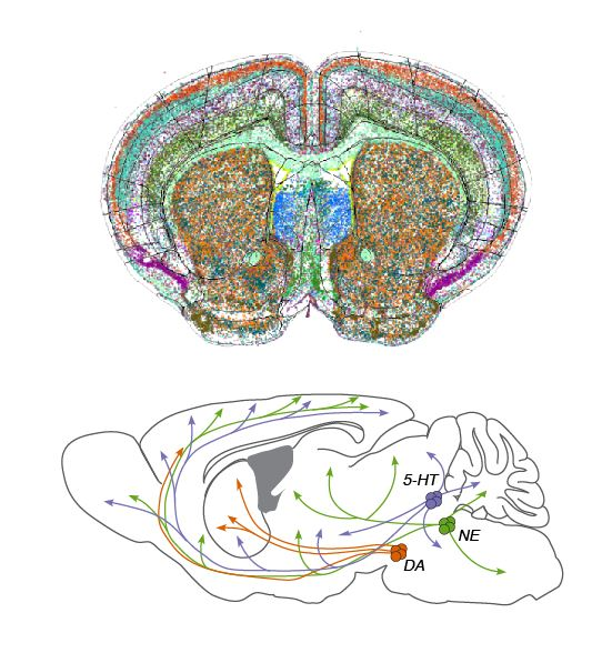 neuromodulators